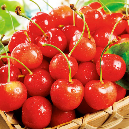 ≪お中元ギフト≫山形のさくらんぼ　紅秀峰１ＫＧ　６月下旬ー７月上旬お届け