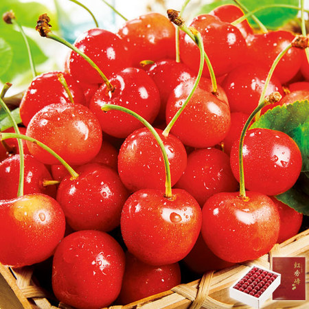 ≪早割★５４０円引！お中元ギフト≫ご贈答用山形のさくらんぼ　紅秀峰５００Ｇ　６月下旬―７月上旬