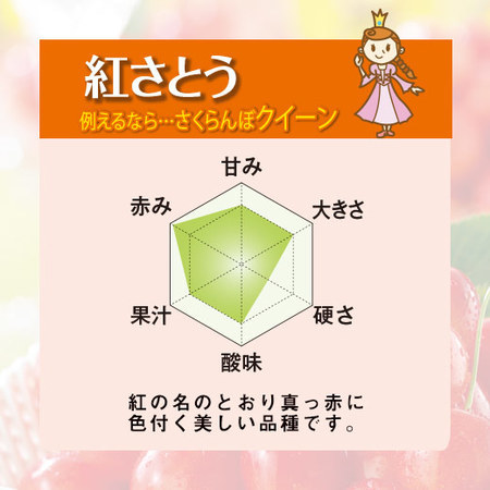 ≪超早割★１，０８０円引！お中元ギフト≫北海道のさくらんぼ　紅さとう１．６ＫＧ　７月中旬ー７月下旬