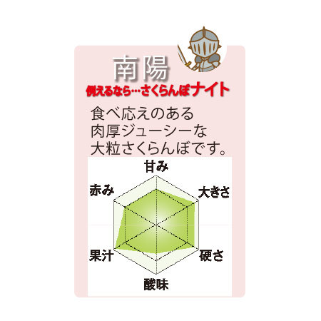 ≪早割★３００円オフ　お中元ギフト≫北海道のさくらんぼ南陽１ｋｇ　７月中旬より順次発送
