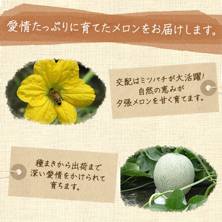 ≪早割★５４０円引き！お中元ギフト≫夕張メロン（２玉・４．０ＫＧ）良品　７月上旬―７月下旬お届け