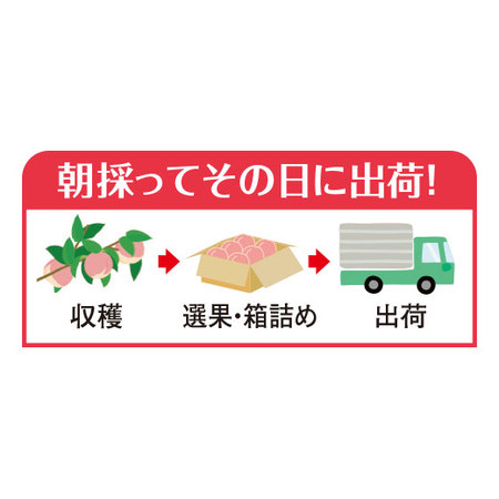 ≪超早割★３２４円引！お中元ギフト≫桃職人が作った朝採り桃　３ＫＧ　７月中旬ー７月下旬お届け