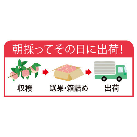 ≪お中元ギフト≫桃職人が作った朝採り桃３ｋｇ　８月上旬より順次発送