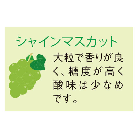 ≪お中元ギフト≫福岡県産ぶどう職人のお徳用シャインマスカット２ｋｇ　８月上旬より順次発送