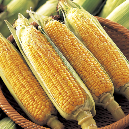 ≪お中元ギフト≫北海道産　ゴールドラッシュ　８月中旬より順次