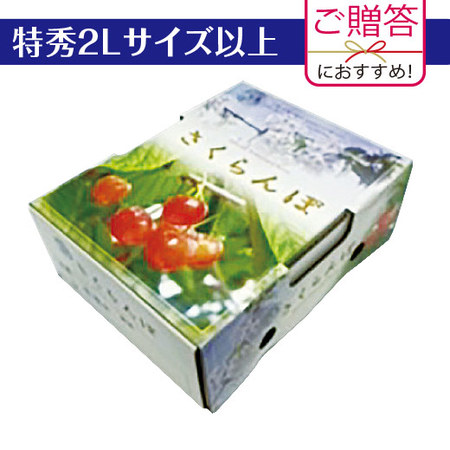 ≪早割★５４０円引！お中元ギフト≫さくらんぼ職人の佐藤錦５００Ｇ（特秀）　６月中旬ー７月上旬お届け