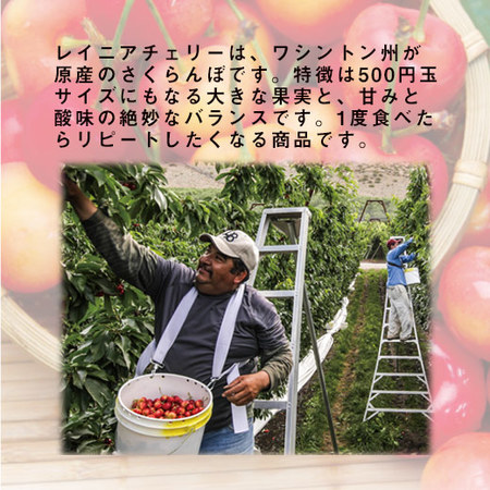 ≪お中元ギフト≫レイニアチェリー１ＫＧ　６月下旬ー７月中旬お届け