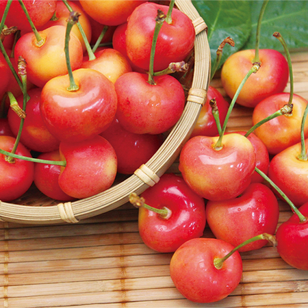 ≪お中元ギフト≫レイニアチェリー１ＫＧ　６月下旬ー７月中旬お届け