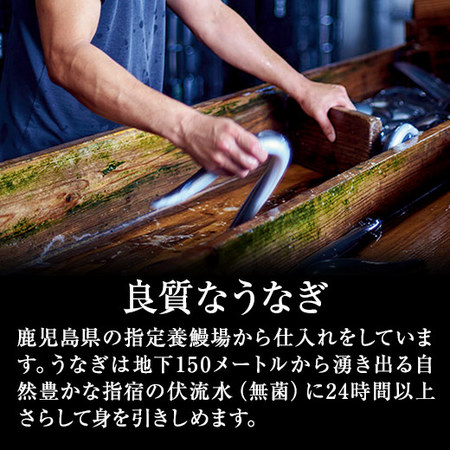 ≪超早割★３００円お得！お中元ギフト≫鹿児島県産うなぎ蒲焼（メガ）２尾