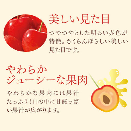 ≪超早割★５４０円引！お中元ギフト≫さくらんぼ職人の佐藤錦（秀品）５００Ｇ　６月上旬ー７月上旬お届け