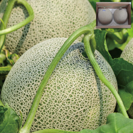 ≪お中元ギフト≫山形県庄内産　赤肉・青肉砂丘メロン２．５ＫＧ　７月中旬ー８月上旬お届け