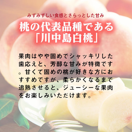 ≪お中元ギフト≫山形県産　川中島白桃　５ＫＧ　８月下旬―９月中旬お届け