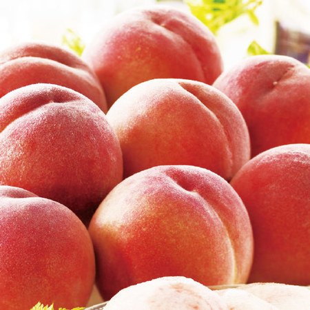 ≪早割★７５６円引！お中元ギフト≫長野県産　伊達白桃　２．５ＫＧ　８月下旬ー９月下旬お届け