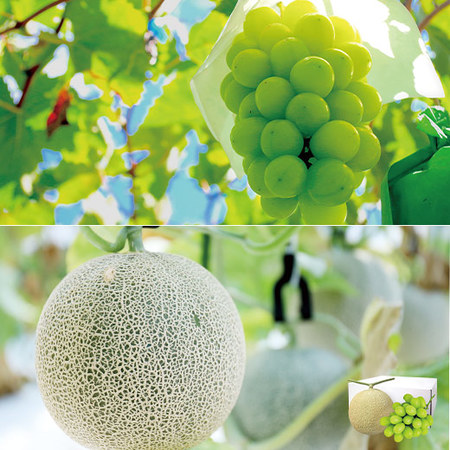 ≪お中元ギフト≫山梨県産シャインマスカット＆愛知県産アールスメロン７月上旬―７月下旬お届け