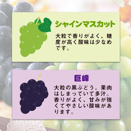 ≪お中元ギフト≫長野県産２色のぶどう詰め合わせ　９００Ｇ　９月下旬ー１０月下旬お届け