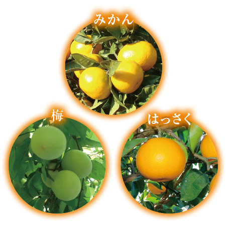 ≪早割★５４０円引き！お中元ギフト≫ふみこ農園　和歌山産果物コンポートセット若桃入り