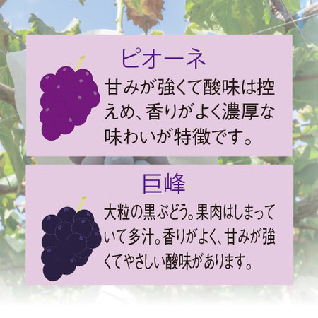 ≪早割★３２４円引お中元ギフト≫九州産ぶどう食べ比べセット　７月上旬ー８月上旬