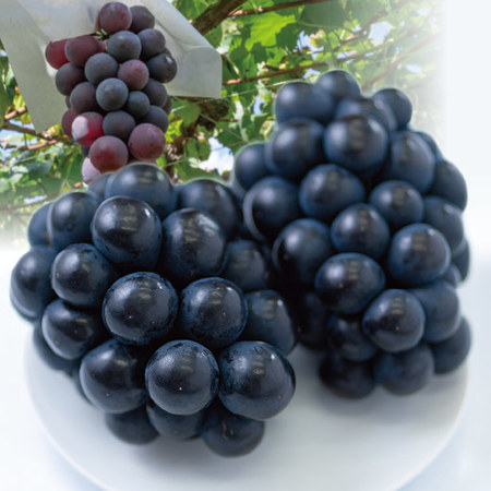 ≪早割★３２４円引お中元ギフト≫九州産ぶどう食べ比べセット　７月上旬ー８月上旬