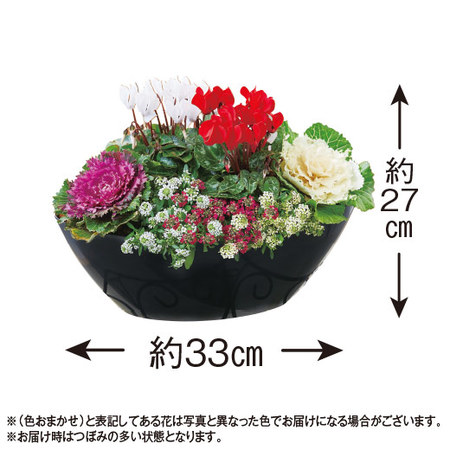 ≪送料無料≫正月紅白ガーデニング　１２月下旬お届け