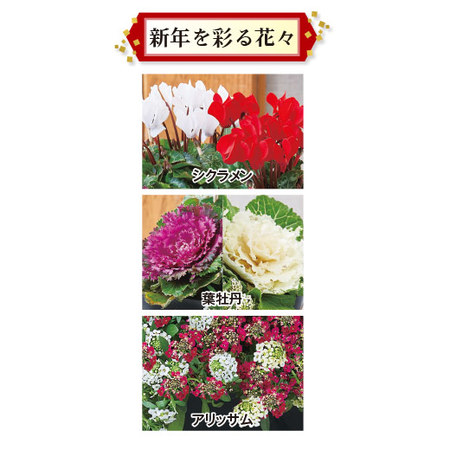 ≪送料無料≫正月紅白ガーデニング　１２月下旬お届け