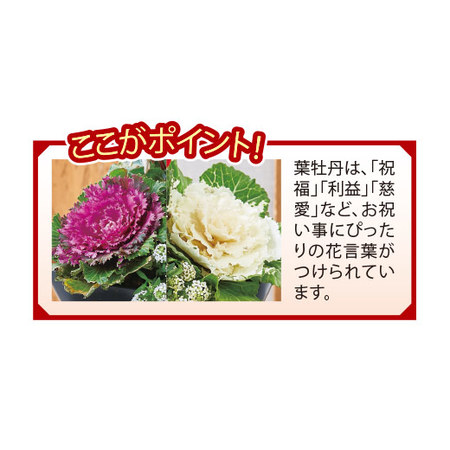 ≪送料無料≫正月紅白ガーデニング　１２月下旬お届け