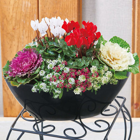 ≪送料無料≫正月紅白ガーデニング　１２月下旬お届け