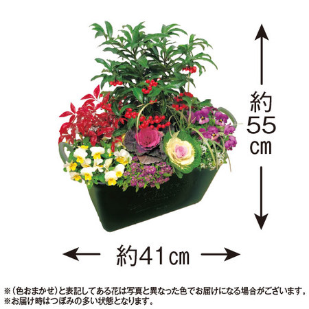 ≪送料無料≫開運祈願大実万両ガーデニング　１２月下旬お届け