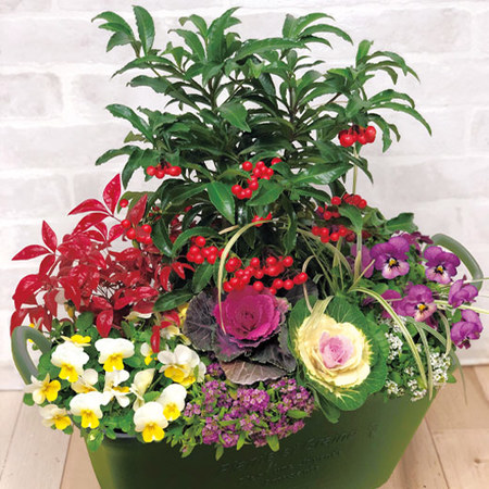 ≪送料無料≫開運祈願大実万両ガーデニング　１２月下旬お届け