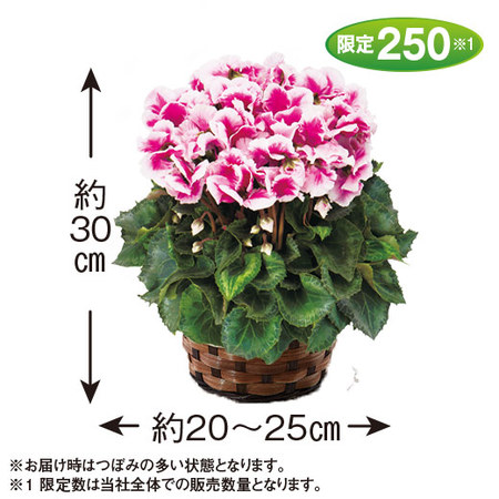 ≪送料無料≫登坂さんのシクラメン「ひらり　むらさきバイカラー」１２月中旬―下旬お届け