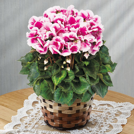 ≪送料無料≫登坂さんのシクラメン「ひらり　むらさきバイカラー」１２月中旬―下旬お届け