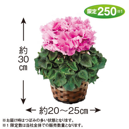 ≪送料無料≫登坂さんのシクラメン「ファルバラローズ」１２月中旬―下旬お届け