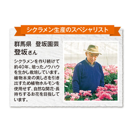 ≪送料無料≫登坂さんのシクラメン「ファルバラローズ」１２月中旬―下旬お届け