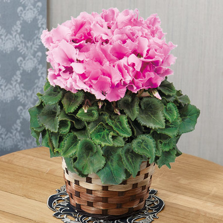 ≪送料無料≫登坂さんのシクラメン「ファルバラローズ」１２月中旬―下旬お届け