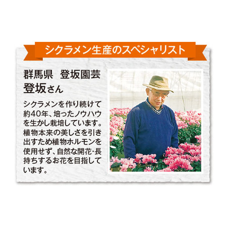 ≪送料無料≫登坂さんのシクラメン３点セット１２月中旬―下旬お届け