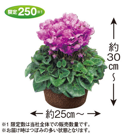 ≪送料無料≫北島さんのシクラメン「ブルーリボン」１２月中旬―下旬お届け