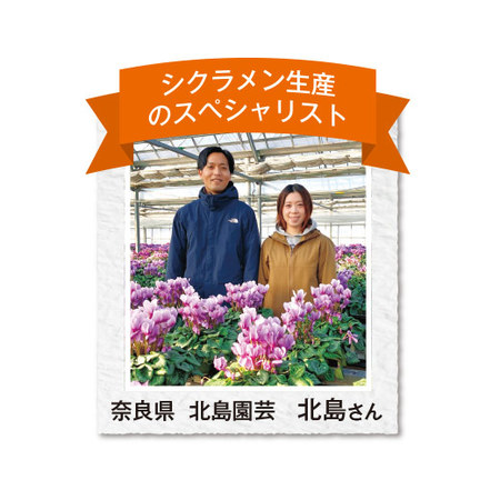 ≪送料無料≫北島さんのシクラメン「ブルーリボン」１２月中旬―下旬お届け