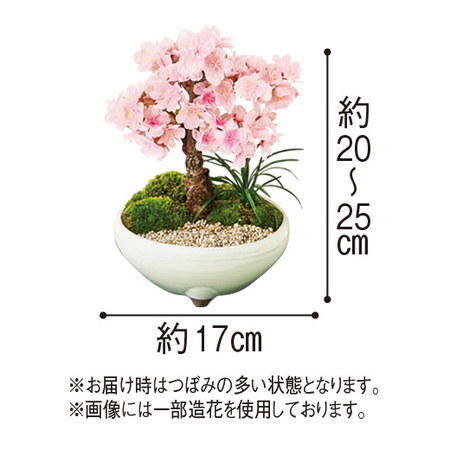 旭山桜盆栽3月中旬より順次