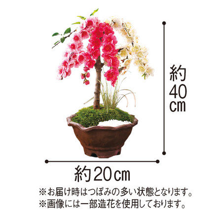 うららかな春の盆栽３点セット3月中旬より順次