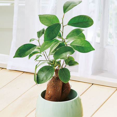 お手入れ簡単！みずてまりん３個セット3月下旬より順次