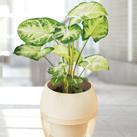 お手入れ簡単！みずてまりん３個セット3月下旬より順次