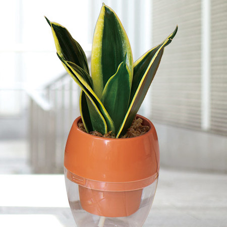 お手入れ簡単！みずてまりん３個セット3月下旬より順次