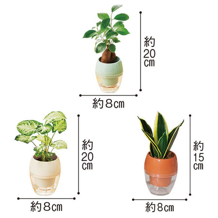 お手入れ簡単！みずてまりん３個セット3月下旬より順次