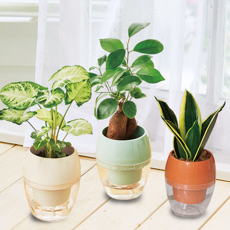 お手入れ簡単！みずてまりん３個セット3月下旬より順次