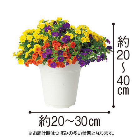 カリブラコア「ジュエリーボックス アンバー」4月下旬より順次