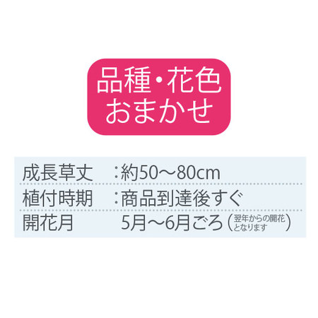 オランダ芍薬５種コレクション3月下旬より順次