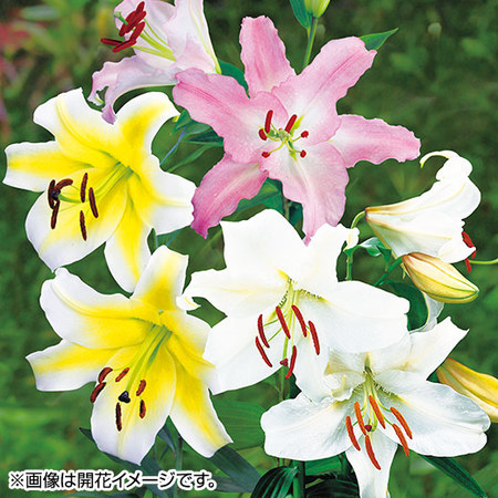 育てて楽しむ！春植え植物13種セット3月下旬より順次