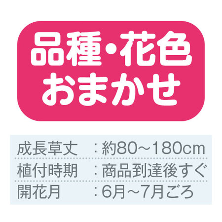 育てて楽しむ！春植え植物13種セット3月下旬より順次