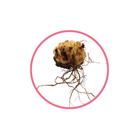 育てて楽しむ！春植え植物13種セット3月下旬より順次