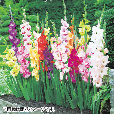育てて楽しむ！春植え植物13種セット3月下旬より順次
