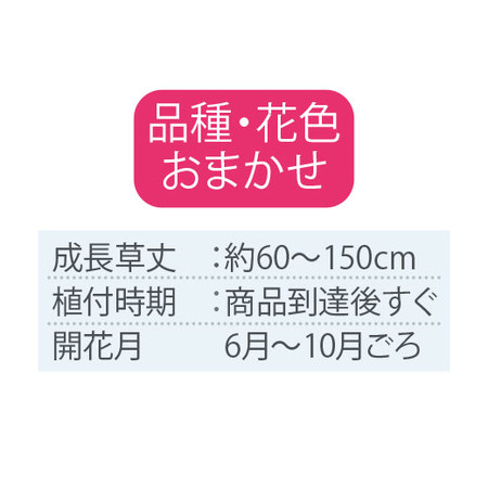 育てて楽しむ！春植え植物13種セット3月下旬より順次